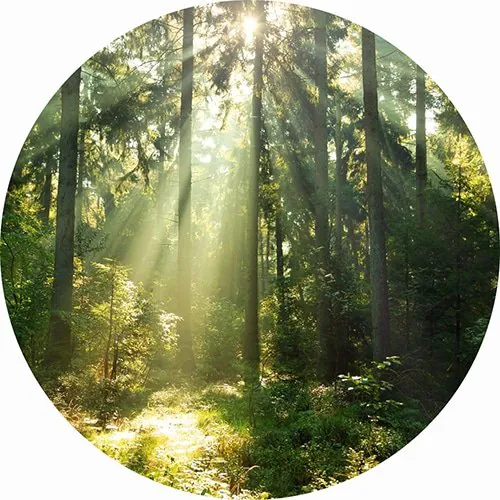 eclairage de foret